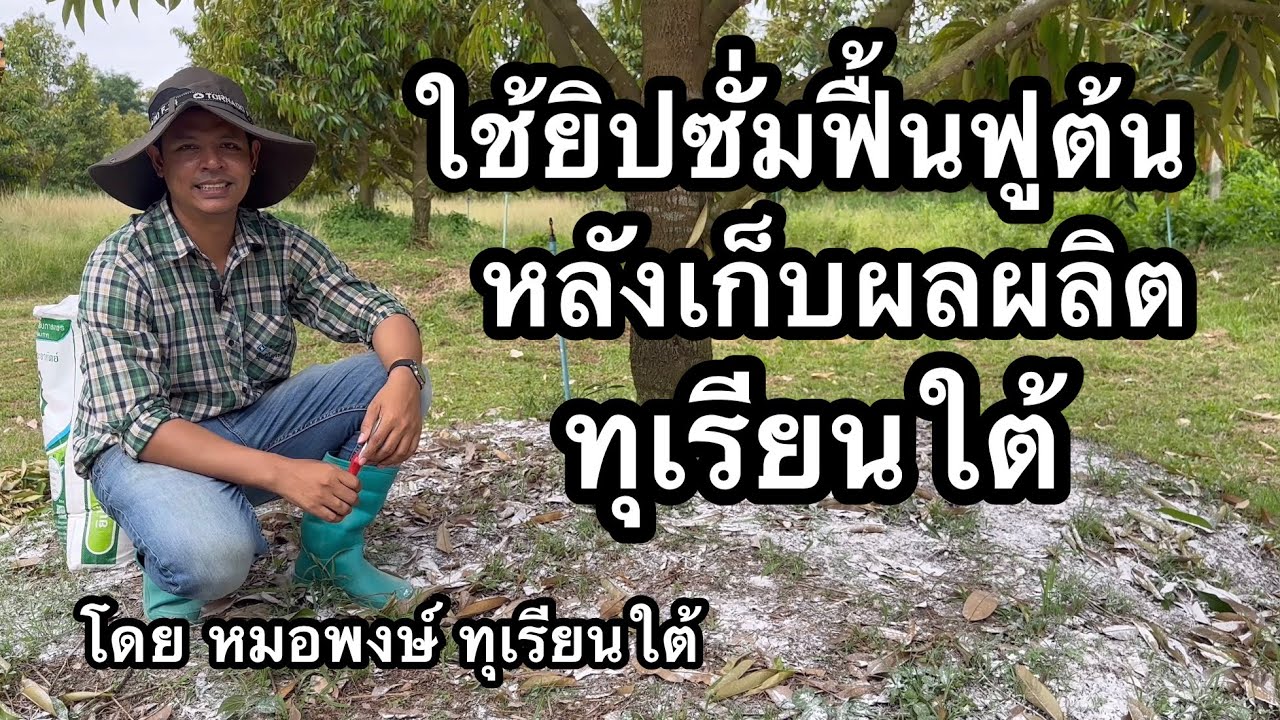 ทำไมการใส่ยิปซั่มหลังเก็บลูกเพื่อฟื้นฟูต้นถึงจำเป็นมากกับทุเรียนใต้ | หมอพงษ์ ทุเรียนใต้