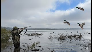 CENTRAL IOWA DUCK OPENER 2025 | LIMIT on PUBLIC LAND