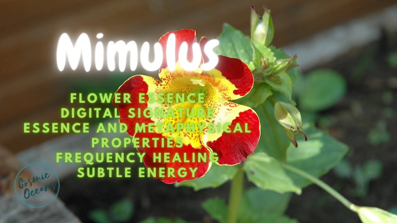 Mimulus Flower Essence Frequency Energetic Signature Flower essence