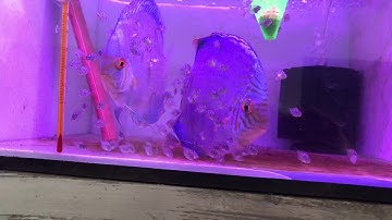 Kỹ thuật nuôi Cá đĩa sinh sản.cá được 10 ngày tuổi| thần tiên sinh sản