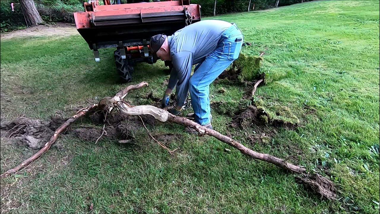 Removing Tree Roots. YouTube