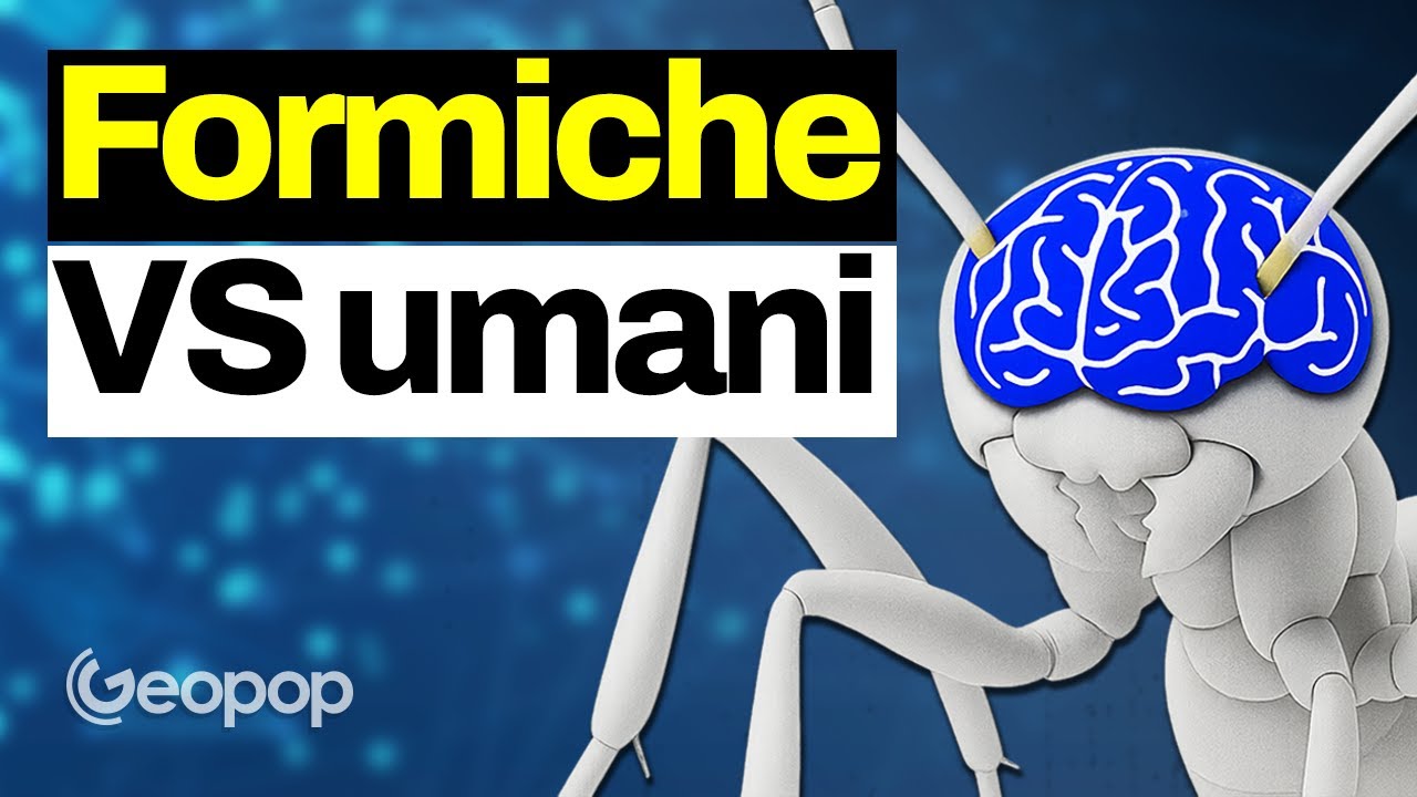 Sfida tra formiche e umani: questi insetti ci battono nel risolvere un rompicapo - con ‪@kodami‬