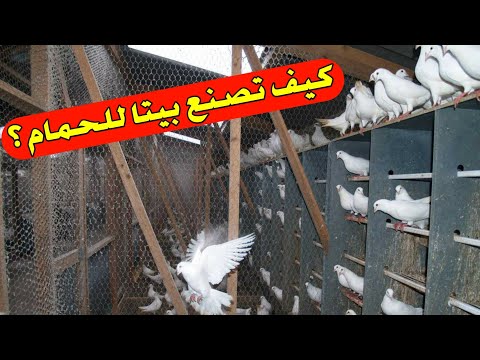 كيف تصنع بيتا للحمام نصائح مهمة لتربية الحمام في المنزل  