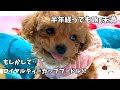 【子犬プティの成長記録】極小マイクロティーカッププードル同士でも成長のしかたは違います。生後2ヶ月～6ヶ月までの体重を比較したら驚きの結果が！！