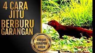 4 Cara Jitu Berburu Garangan dengan Senapan Angin