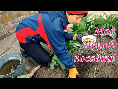 Знаете ли Вы Что нарциссы можно сажать весной! Как сделать чтобы уже в этом сезоне нарцисс зацвел!