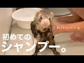 初めてシャンプーしたら大変な事に・・・。【赤ちゃんフェレット】【お風呂】