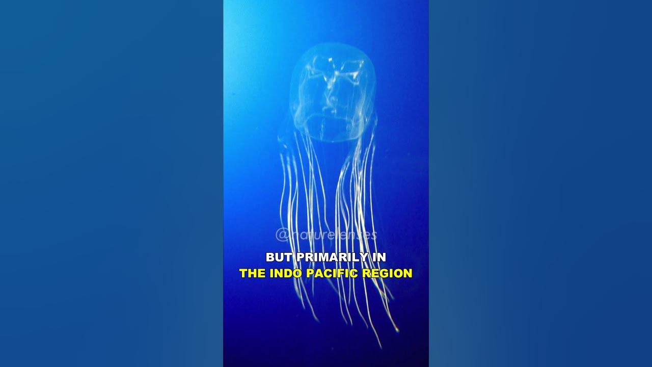 Box Jellyfish The Most Venomous Animal On Earth YouTube