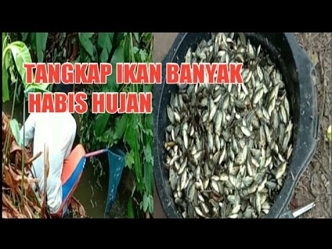  Berkah hujan  warga panen ikan banyak YouTube