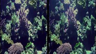 Aqua Fuchsia - 3D Wallpaper Razutis