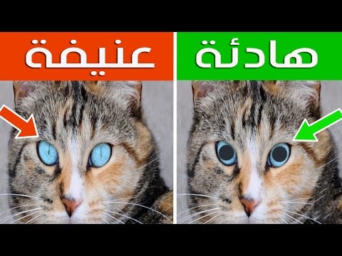 فيديو: تنكس الصورة المكونة لجزء من العين في القطط