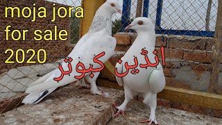 Indian kabootar madrasi | for sale sale 2020 | 03157082491 only whats app√[faisalabad pigeon]