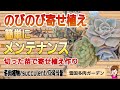 簡単に寄せ植えメンテナンス！切った苗で寄せ植え作り　2026年5月5日 #雪国で育てる多肉 #ガーデニング #多肉の寄せ植え