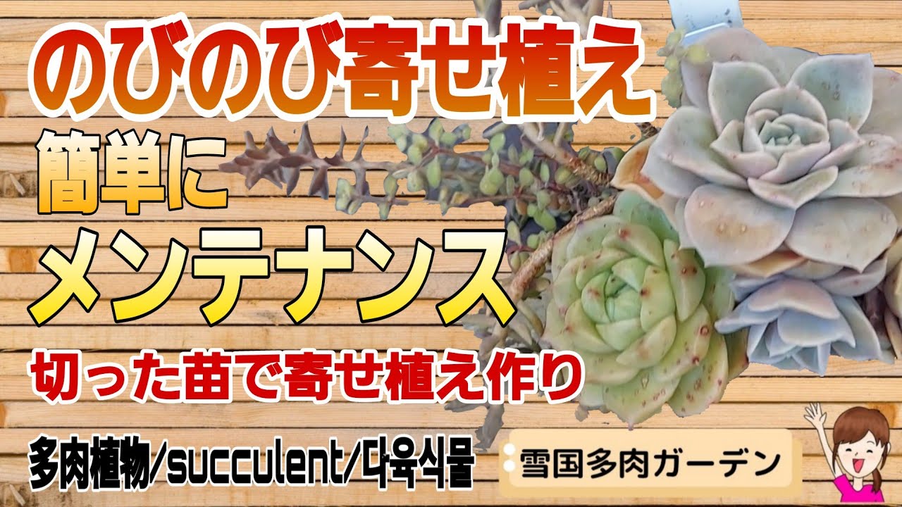 簡単に寄せ植えメンテナンス！切った苗で寄せ植え作り　2026年5月5日 #雪国で育てる多肉 #ガーデニング #多肉の寄せ植え