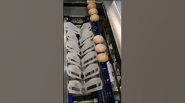 The egg automatic packing machine#egg #funny