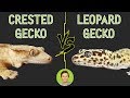 Crested Gecko vs Leopard Gecko - Head To Head