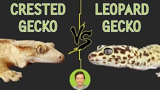 Crested Gecko vs Leopard Gecko  Head To Head