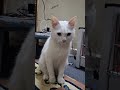 كلن بيغاروا مني شلتنا Blackpink بلاكبينك ملكات الكيبوب اكلتك Cat النظافه اهميه Pets الوكر كلن بيغاروا مني شلتنا Blackpink بلاكبينك ملكات الكيبوب اكلتك Cat النظافه اهميه Pets الوكر