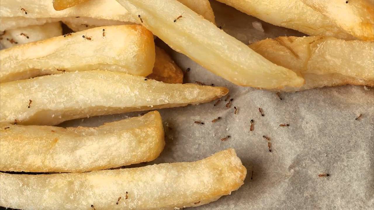 Bed Bugs 209-456-5665 Ceres CA 95307 Pest Control