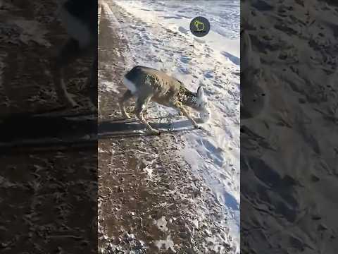 حيوانات تجمدت بشكل صادم بسبب البرد القارس معلومات اكسبلور  معلومات عامة  ترند