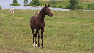 Продажа ахалтекинских лошадей.Sales of Akhal-Teke horses http://akhaltekellc.com Продажа ахалтекинских лошадей.Sales of Akhal-Teke horses http://akhaltekellc.com