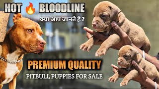 Premium quality | Red color Pitbull puppies for sale | Hot 🔥  bloodline pitbull