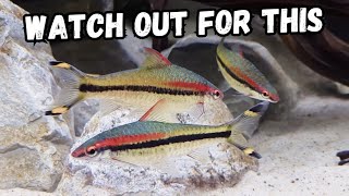 Denison Barb Care Guide & When You Should NOT Buy Them by Riffwaters 1,444 views 2 weeks ago 8 minutes, 2 seconds
