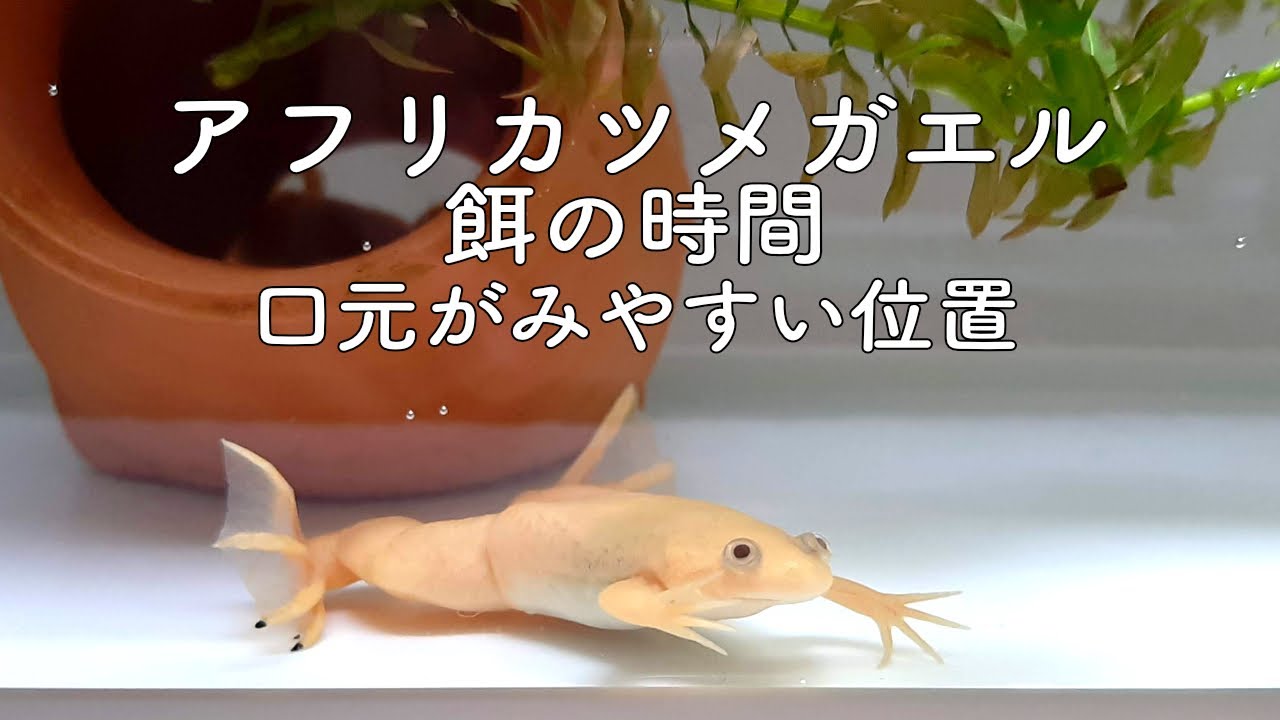 アフリカツメガエル 餌の時間 Youtube