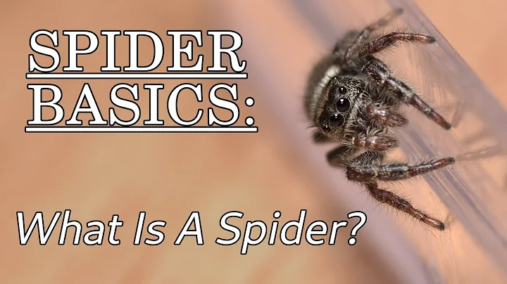 What Is A Spider? Spider Basics: Beyond the Eight Legs, Episode 1