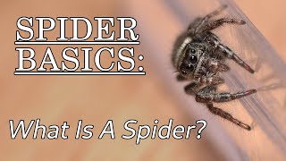 What Is A Spider? Spider Basics: Beyond the Eight Legs, Episode 1