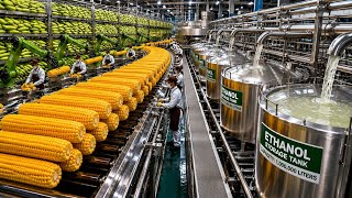 How Billions of Liters of Ethanol Are Made Every Day | Corn to Biofuel Journey | ( Factory Process)