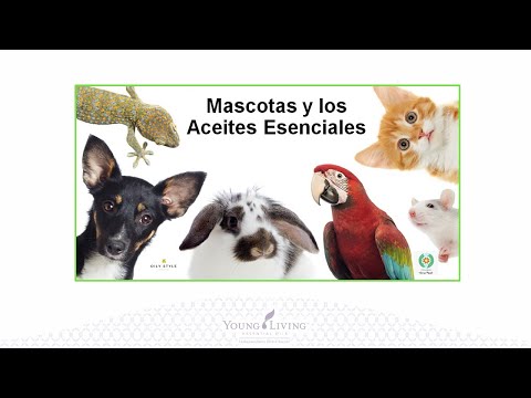 Vídeo: ¿Son Seguros Los Aceites Esenciales? 13 Preguntas Frecuentes Sobre Ingestión, Embarazo, Mascotas, Más