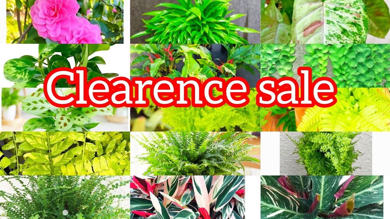 15/- രൂപ മുതൽ ചെടികൾ വിറ്റ് കാലിയാക്കുന്നു 