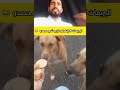 البريمات كايتفرقو لزرع شي حصدو هتضحك ضحك Funny تحشيش اكسبلور كوميديات دويتو تحشي Duet البريمات كايتفرقو لزرع شي حصدو هتضحك ضحك Funny تحشيش اكسبلور كوميديات دويتو تحشي Duet