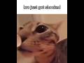 🙀🙀🙀 #meme #funny #cat #foryou #doksli #blikomang #shorts #shortsvideo #animals #catshorts