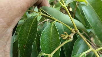 Cây Vải sắp chết, hơn 40 ngày cứu - chữa, chăm sóc nay đã ra hoa.