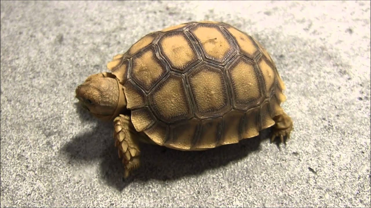 african tortoise baby