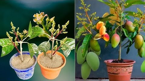 How To Grow Mango Tree From Cuttings /Very Easy And Simple Techniques