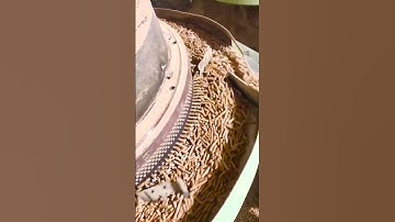 Cattle & Sheep Feed Pellet Machine in Action 🐄🐑 | Efficient Feed Pellet Mill for Farms  # farming