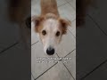 puppy sitting this cutie ~ #trending #puppy