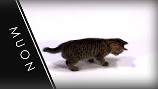 Muon the Kitten Investigates a 405nm Laser Muon the Kitten Investigates a 405nm Laser