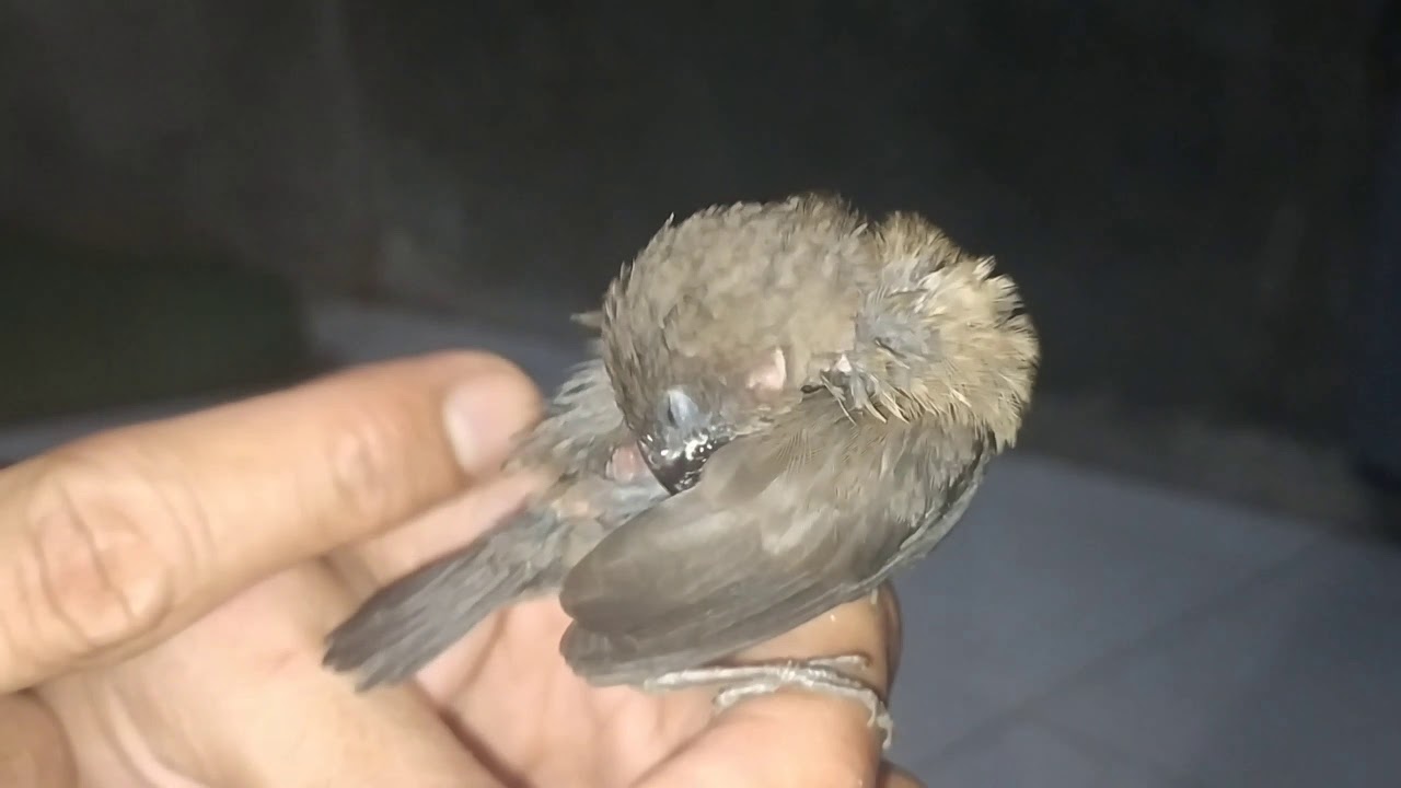 ANAKAN BURUNG EMPRIT PART 2 