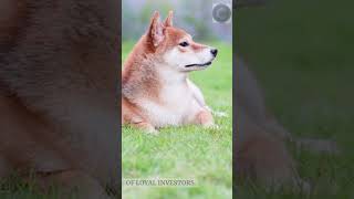 How to Buy Shiba Inu Coin in 2023 cryptocurrency btc investing cryptonews