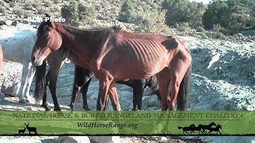 Improved Management Actions are Needed to Protect the Rangeland Ecosystem