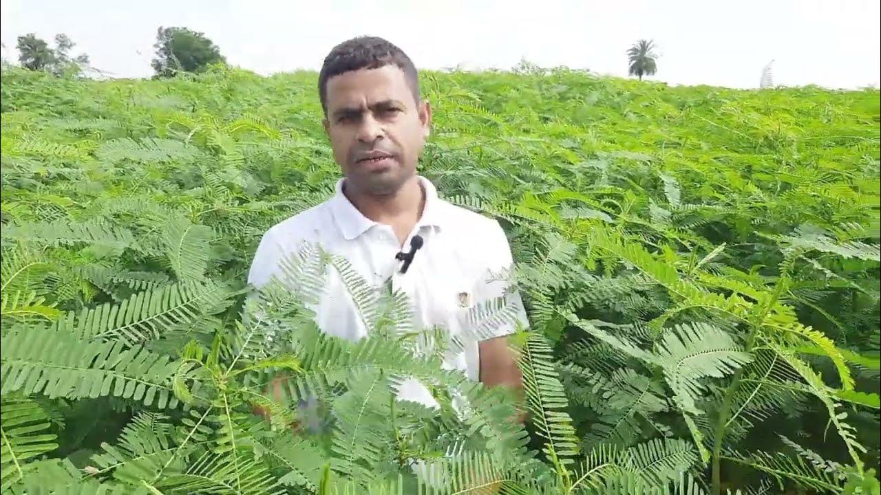 Dhaincha Green manuring Crops Organic farming Supercharging Soil
