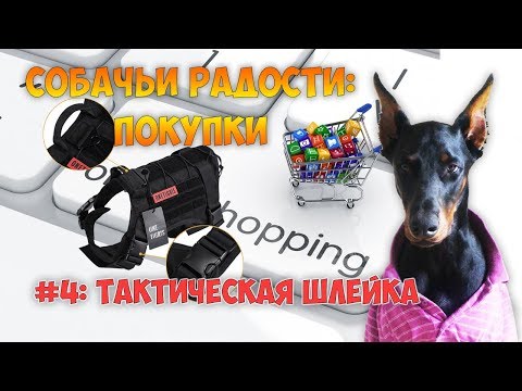 Полезные покупки для собаки: тактическая шлейка/ Dog tactical harness vest