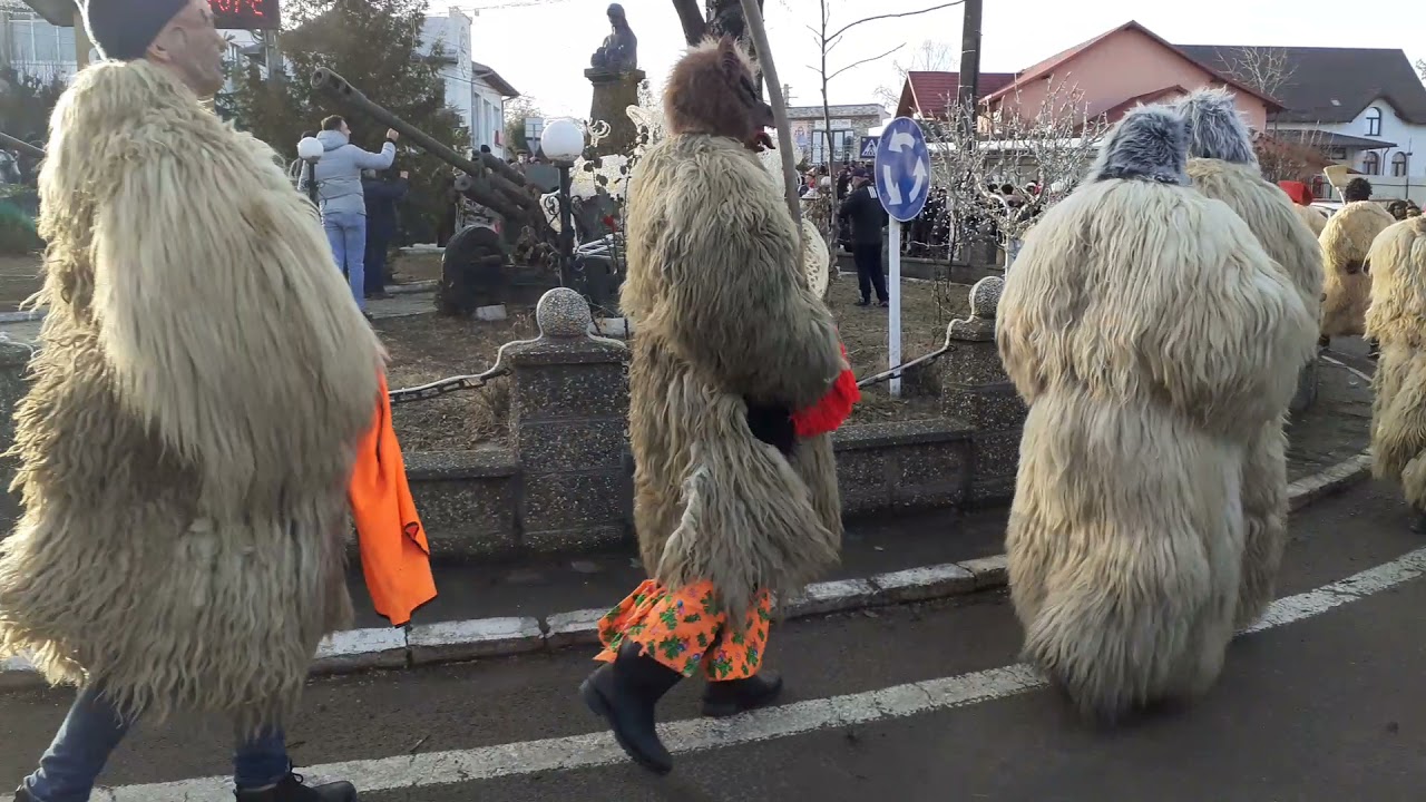 Ceata de urși din Rotunda in centru la Liteni 01 02 2022