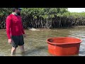 En este estero tenía mucho pargo