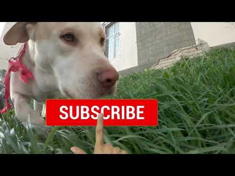 პლუტოს იუთუბ არხი გავუკეთეთ ! არ გამოტოვოთ