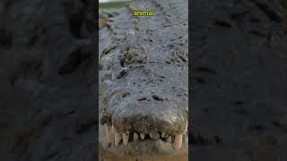 Facing Fear: The Most Dangerous Animals in the World